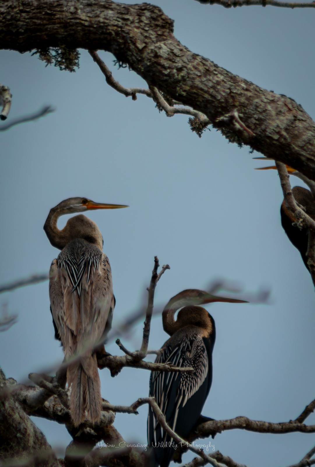 Bundala National Park